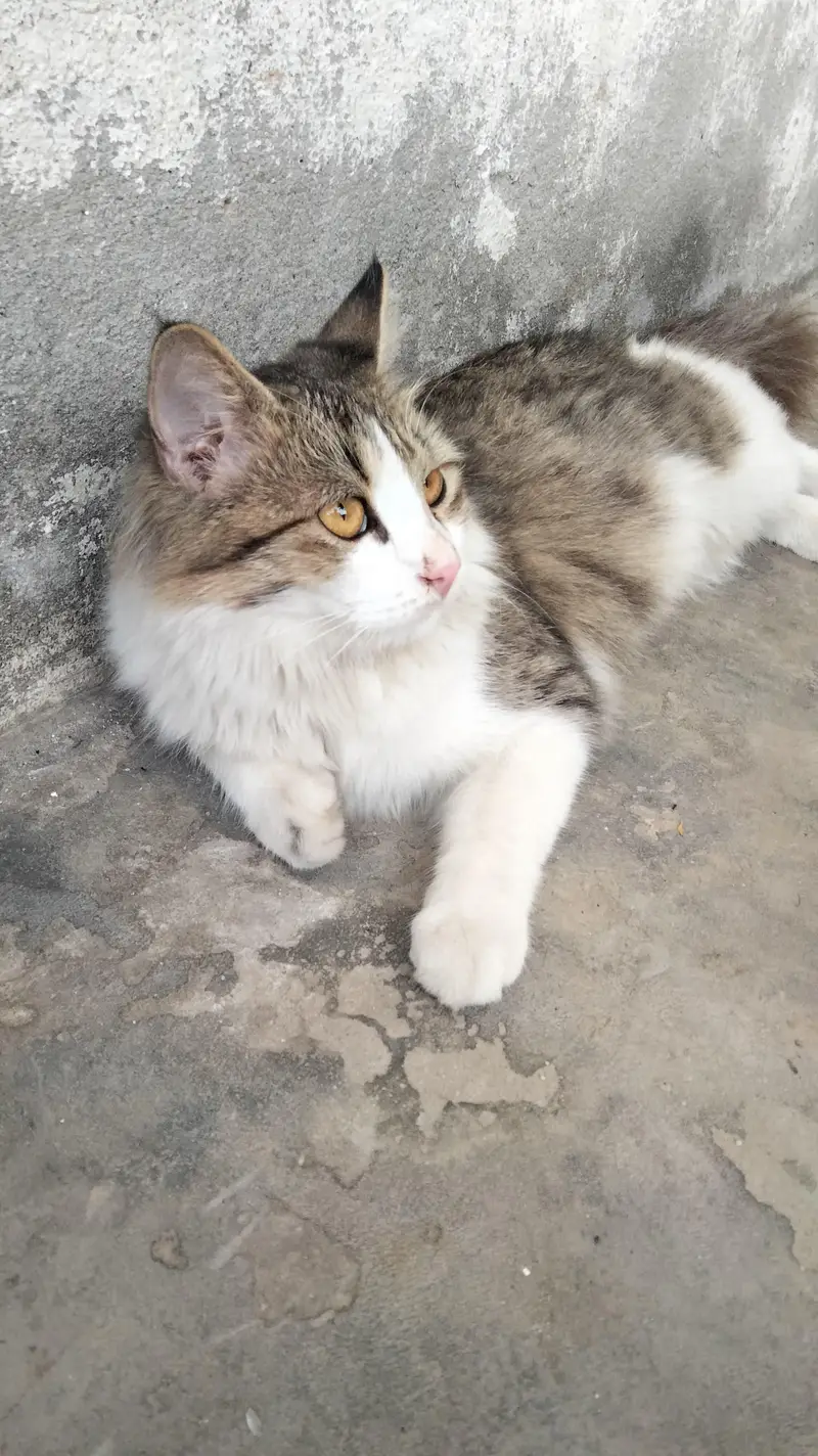 Persian single coat cat and kittens — photo 4