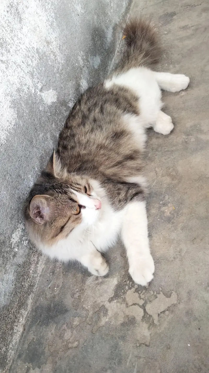Persian single coat cat and kittens — photo 5