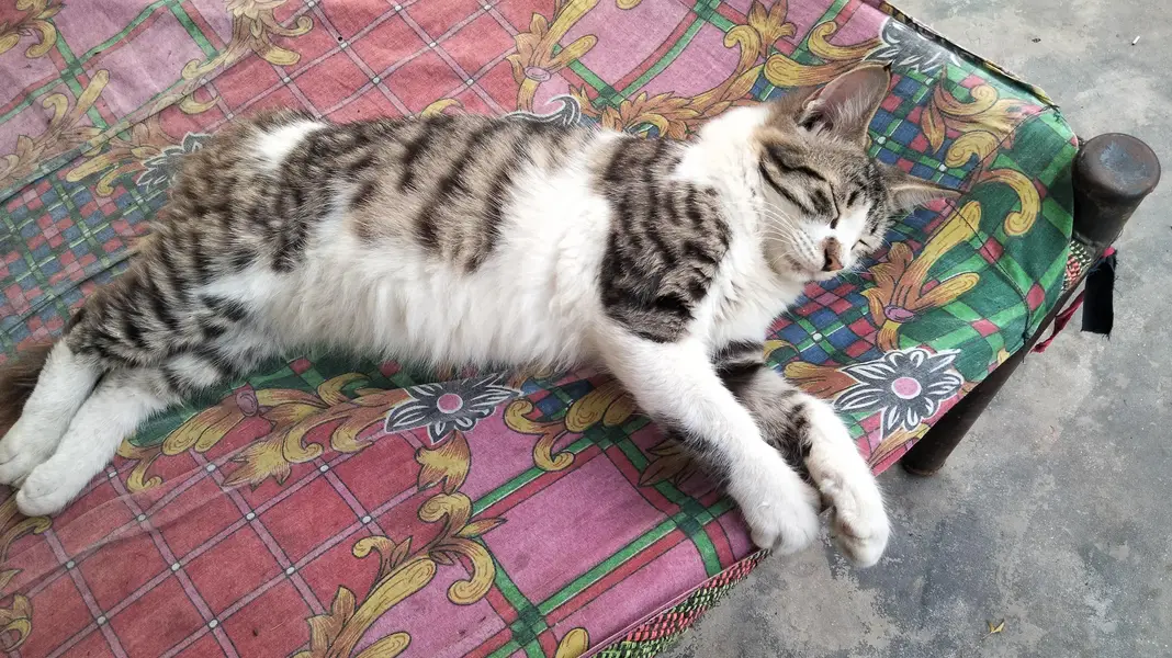 Persian single coat cat and kittens — photo 6