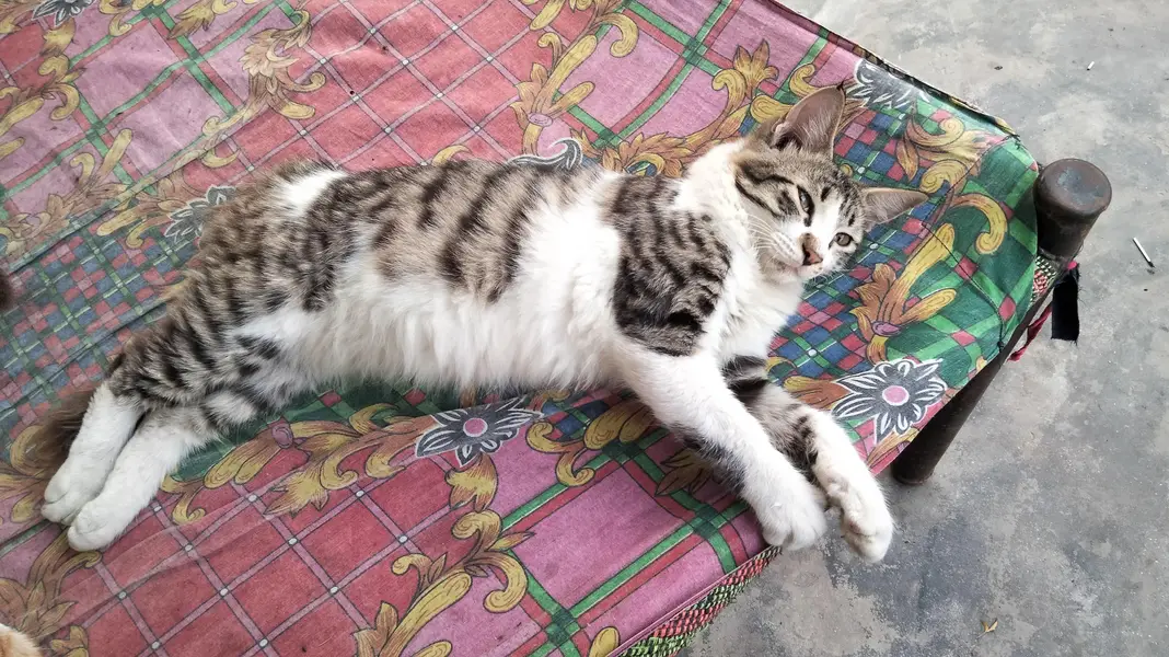Persian single coat cat and kittens — photo 7