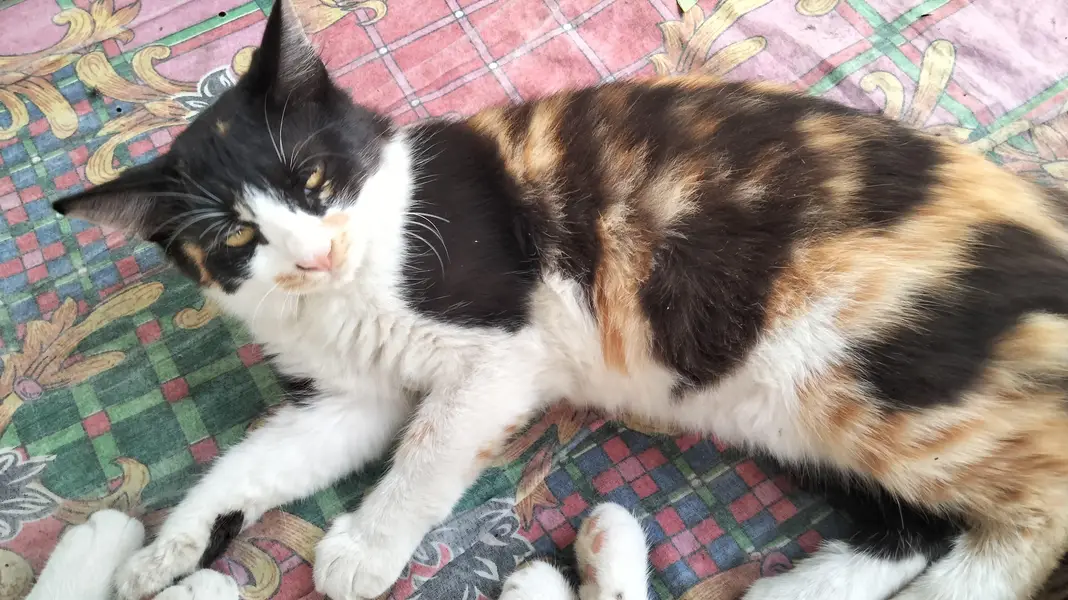 Persian single coat cat and kittens — photo 9