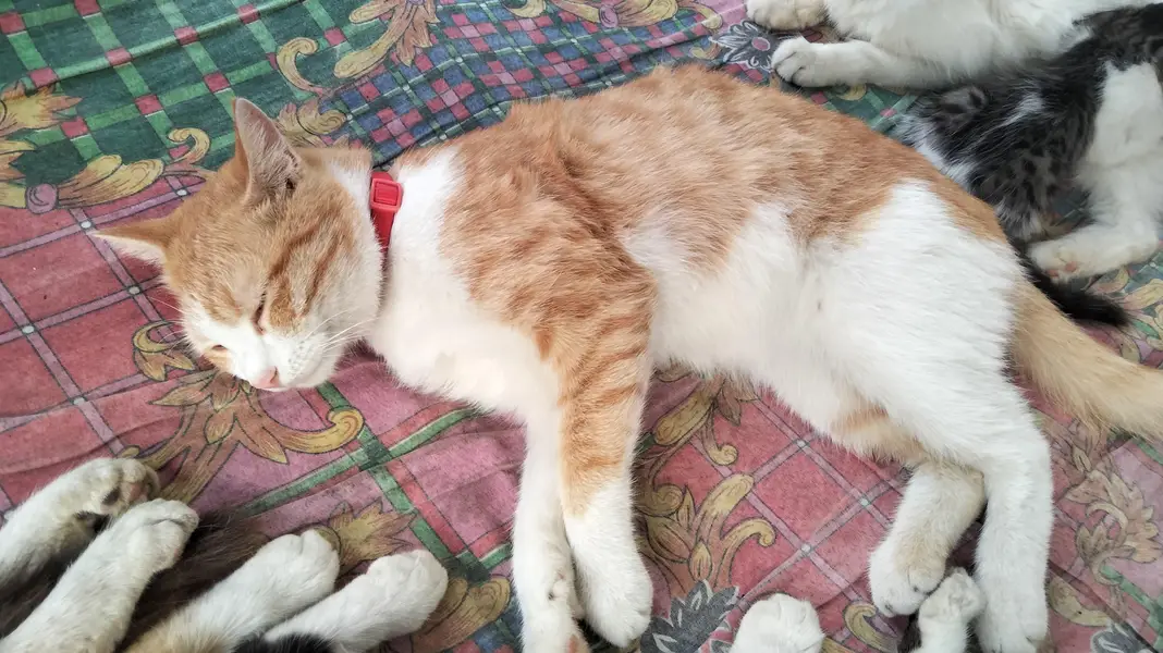 Persian single coat cat and kittens — photo 10