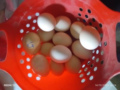 aseel hen 100%fertile only 350