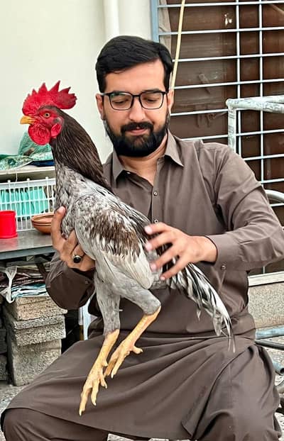 Aseel for Sale | Quality  Bloodline
