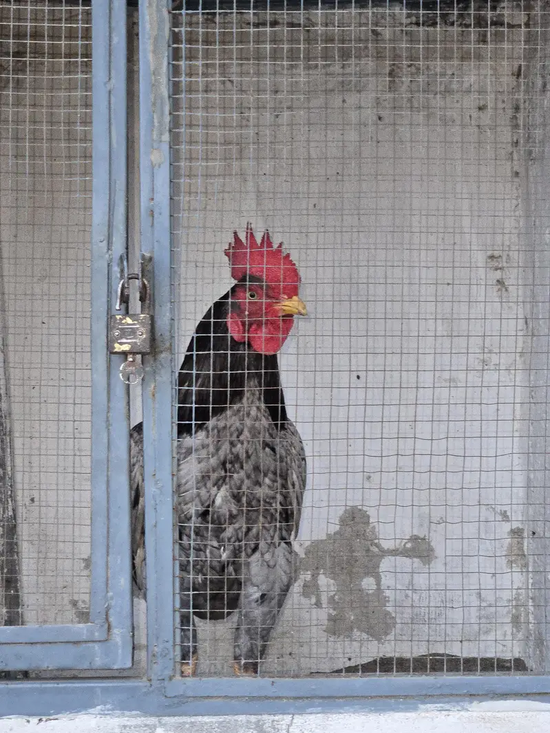 Aseel for Sale | Quality  Bloodline — photo 4