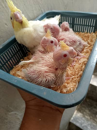 cocktai,l love birds