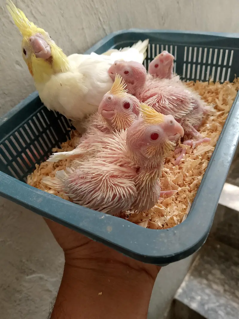 cocktai,l love birds — photo 2