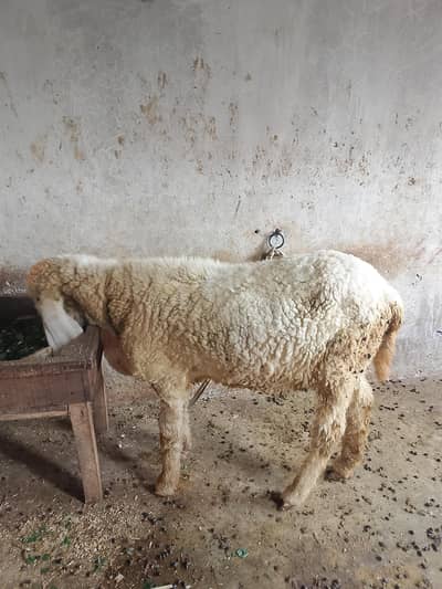 kajli bhair