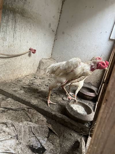 Egg sale orignal shamo