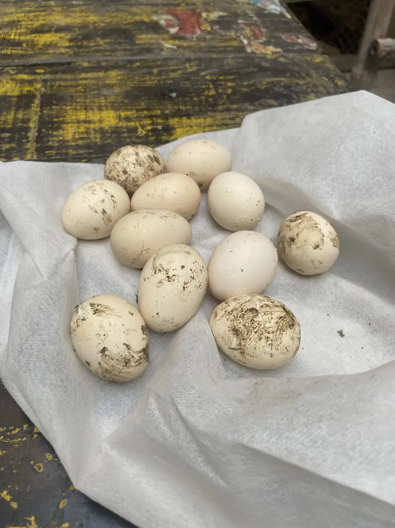 Egg sale orignal shamo — photo 2