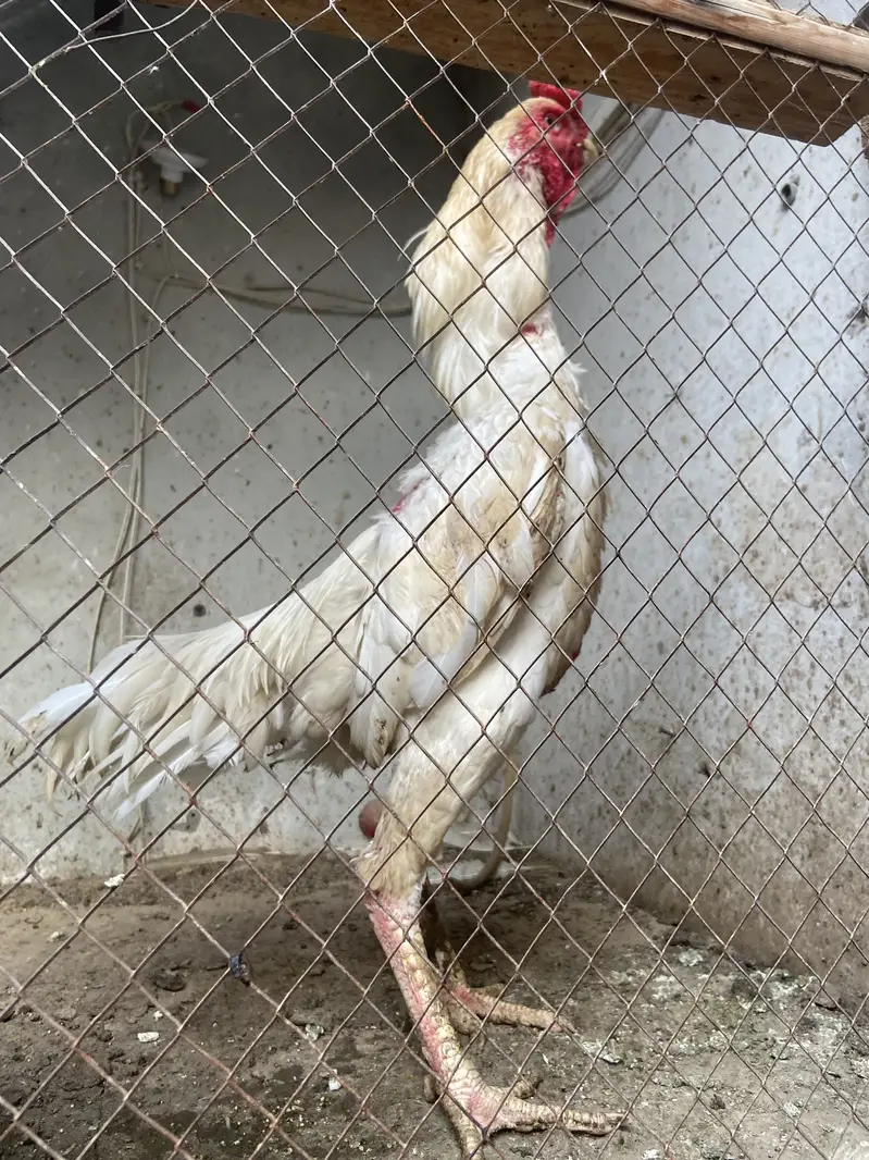 Egg sale orignal shamo — photo 3