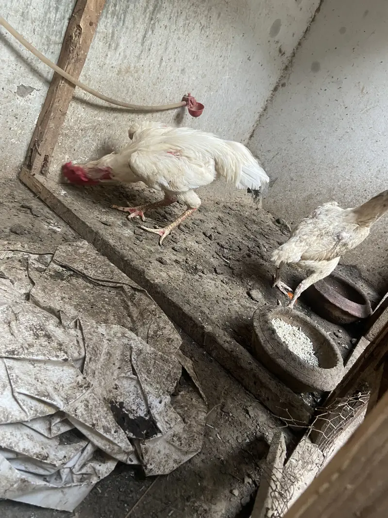 Egg sale orignal shamo — photo 4