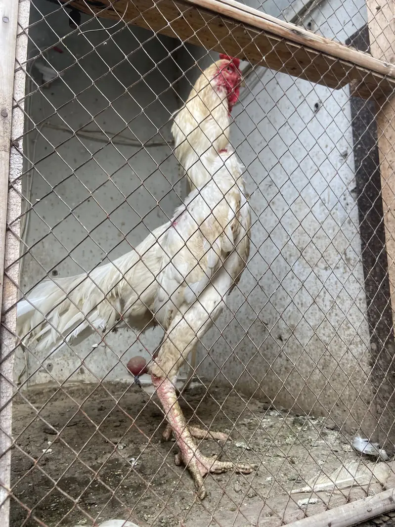Egg sale orignal shamo — photo 5