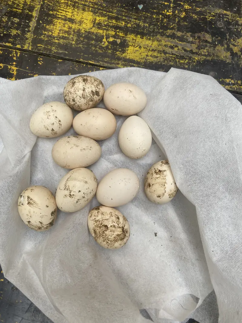 Egg sale orignal shamo — photo 6