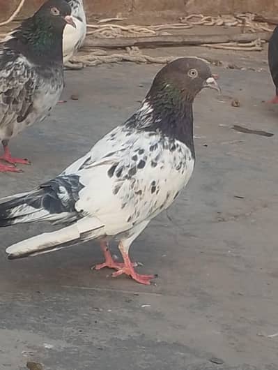 pigeons for sale