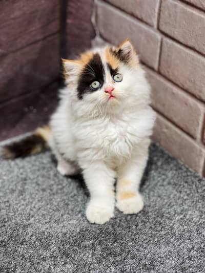 Cash on delivery parshion punch face kittens