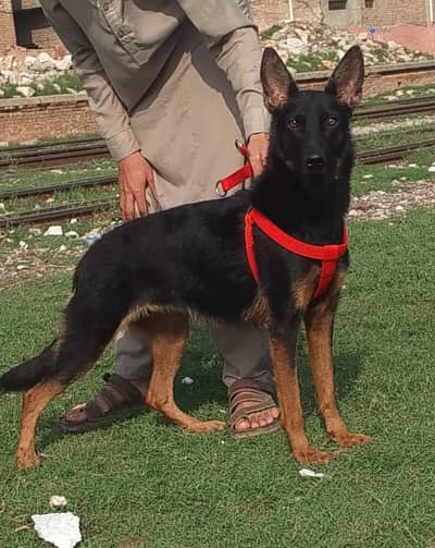 German Shepherd Female dog for sale