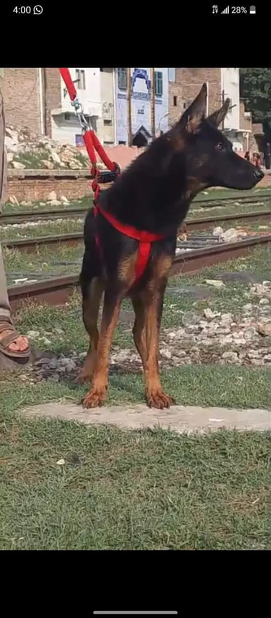 German Shepherd Female dog for sale — photo 2