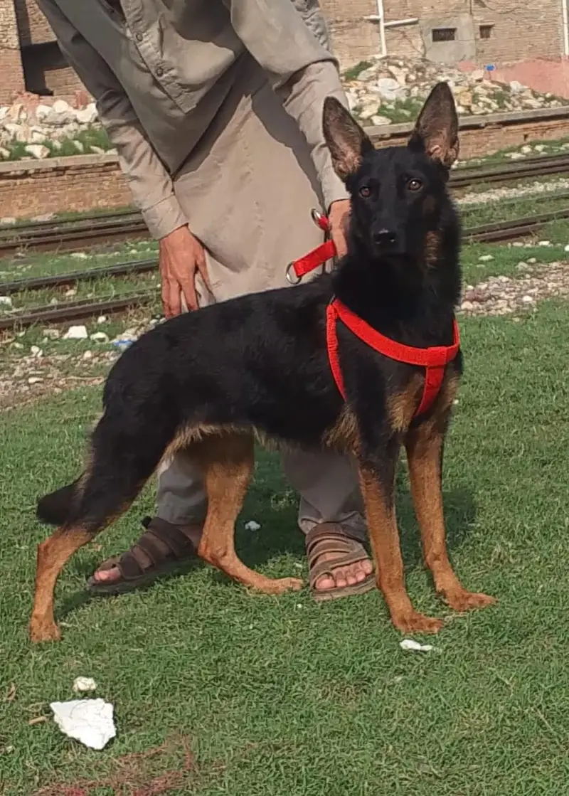 German Shepherd Female dog for sale — photo 3