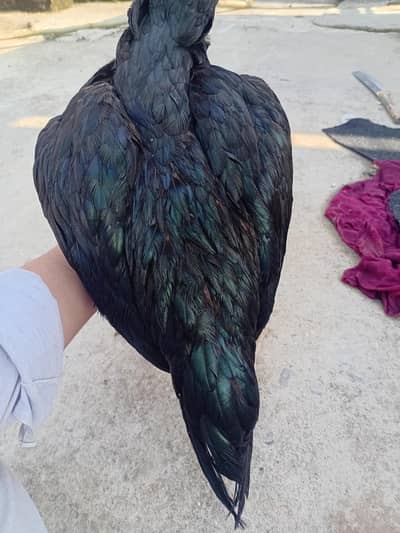 Mianwali mushka aseel, Mianwali lucky aseel,Female
