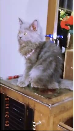 Persian Cat for Sale | Long Coat | Grey Color | Golden Eyes 1