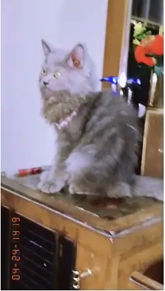 Persian Cat for Sale | Long Coat | Grey Color | Golden Eyes — photo 2