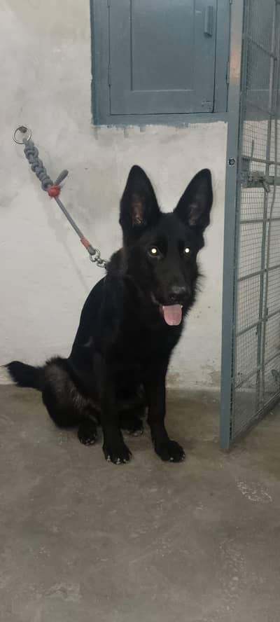 German shepherd female