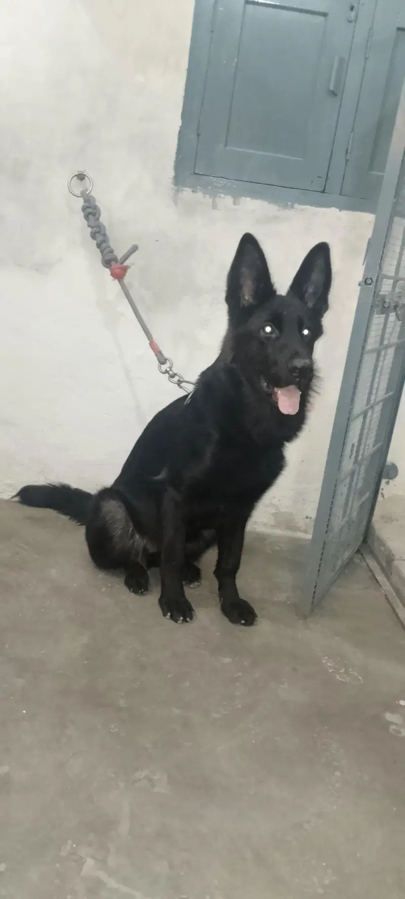 German shepherd female — photo 2