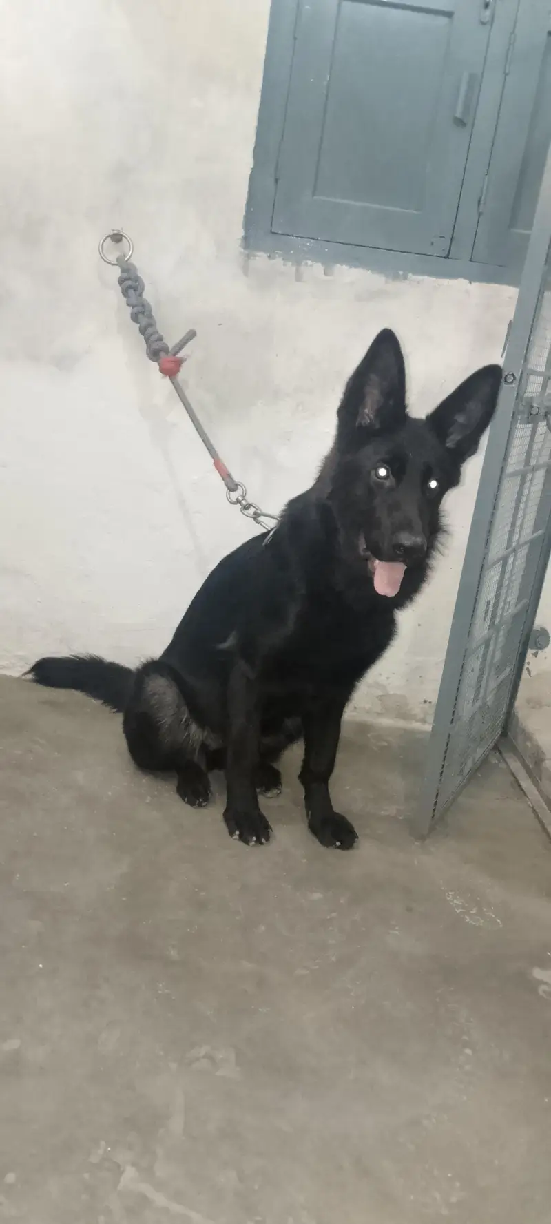 German shepherd female — photo 3
