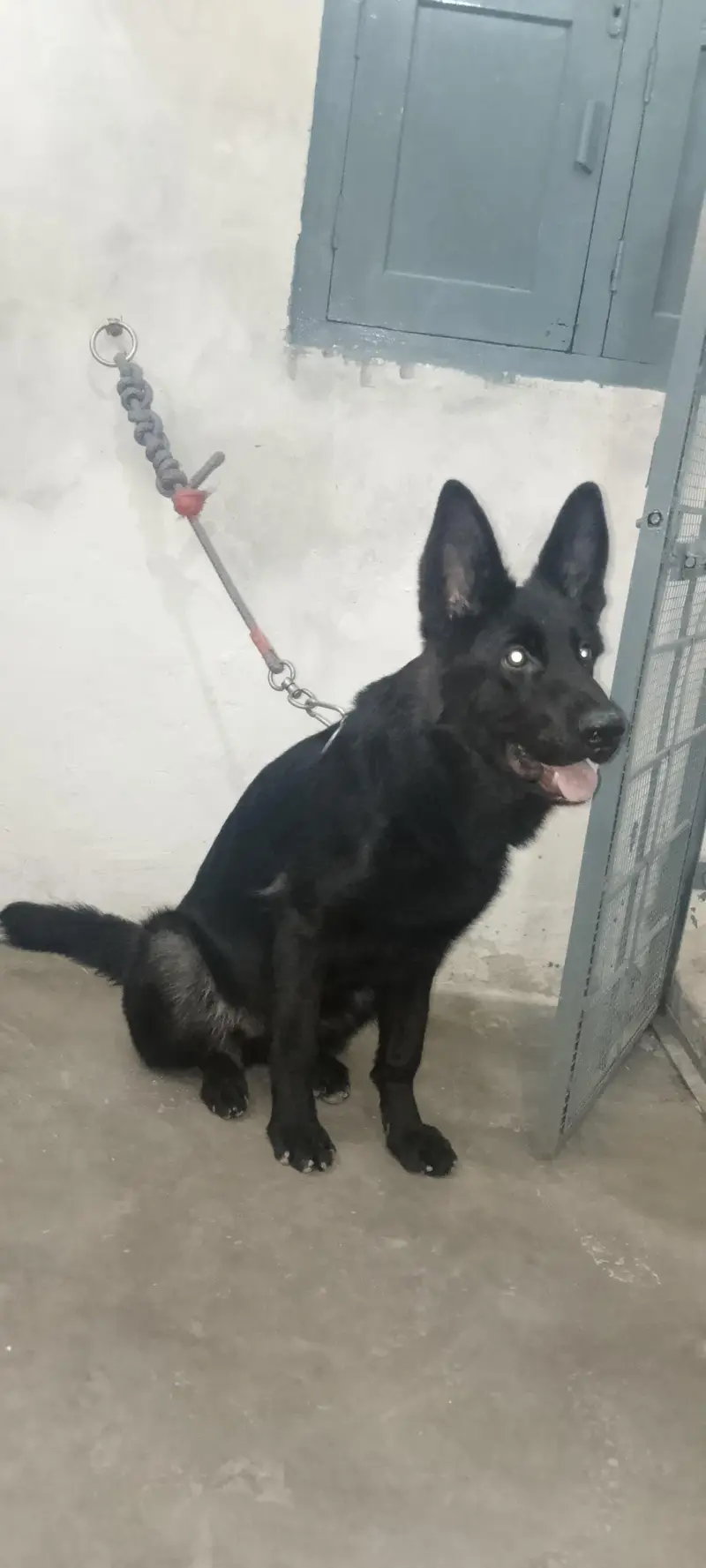 German shepherd female — photo 4