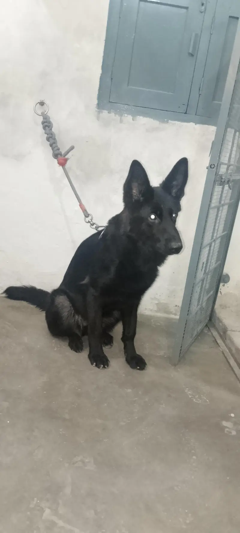 German shepherd female — photo 5