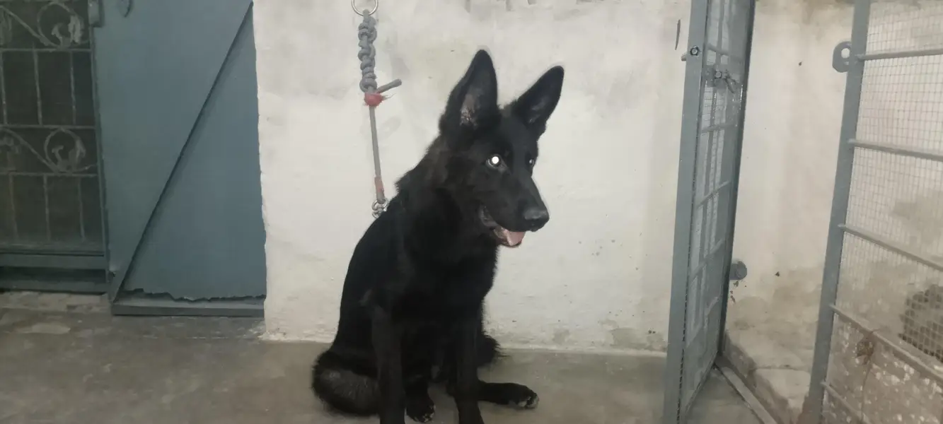 German shepherd female — photo 6