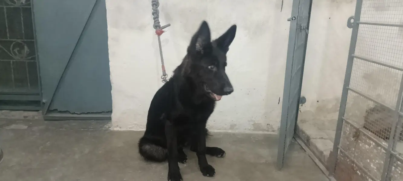 German shepherd female — photo 7