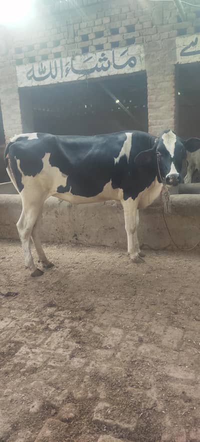 3 Heifers