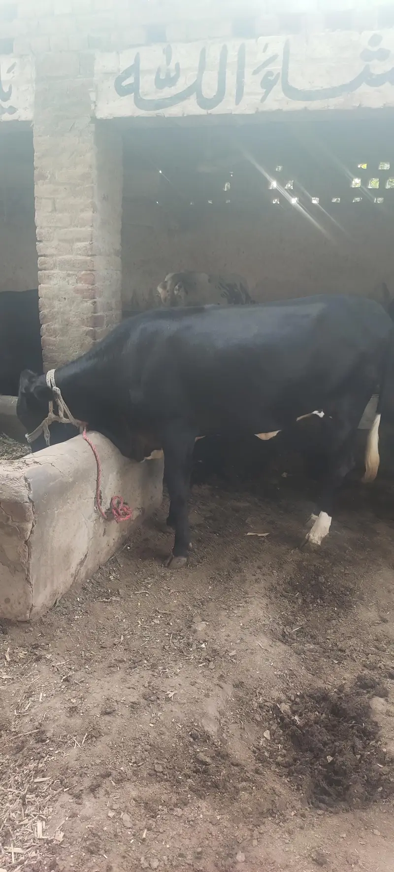 3 Heifers — photo 2