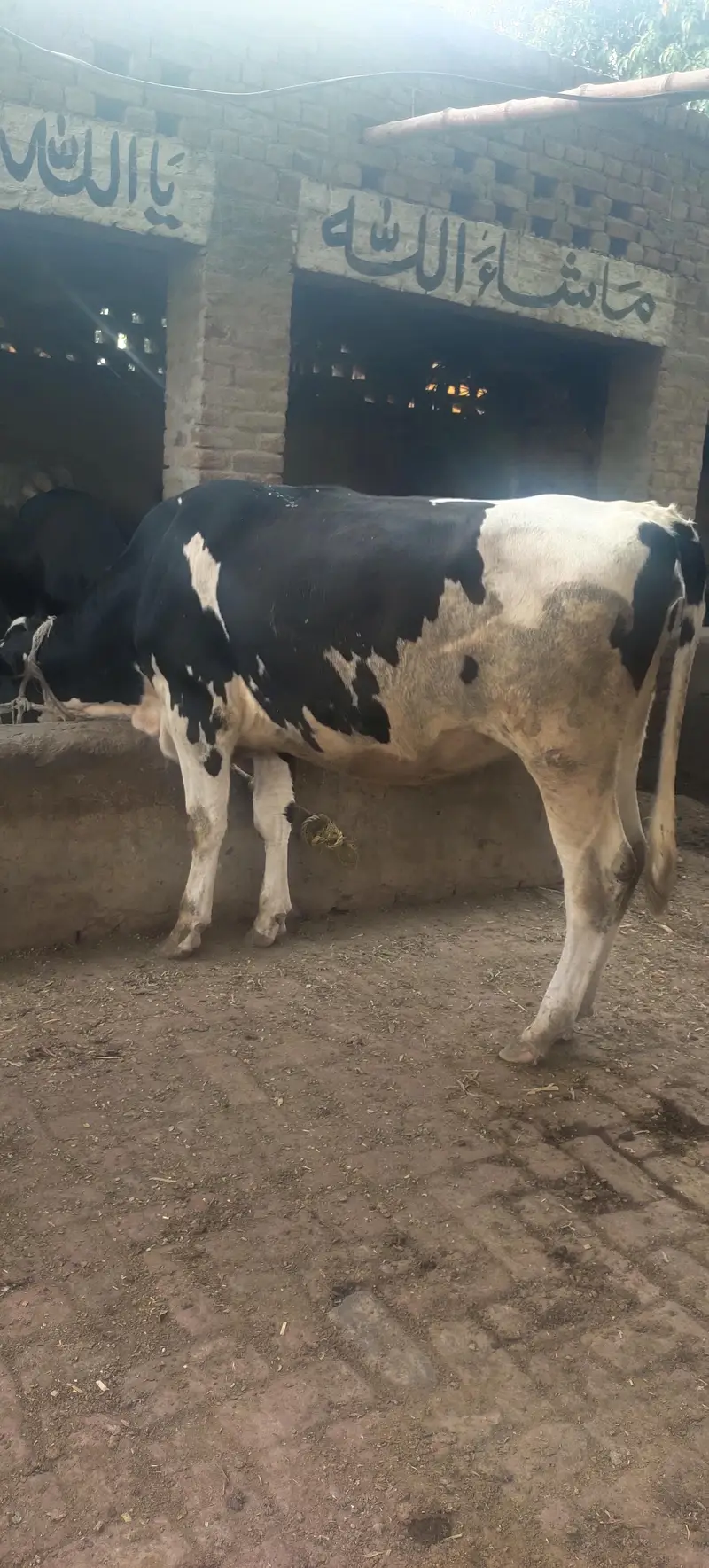 3 Heifers — photo 3