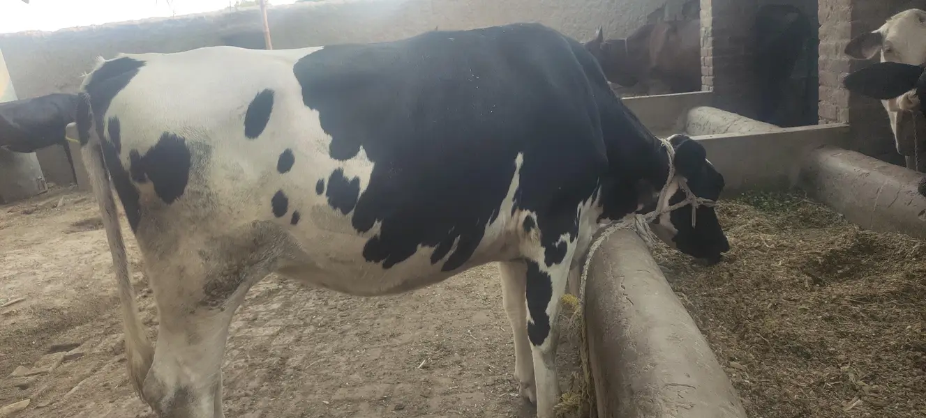 3 Heifers — photo 4