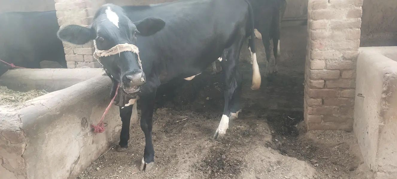 3 Heifers — photo 5