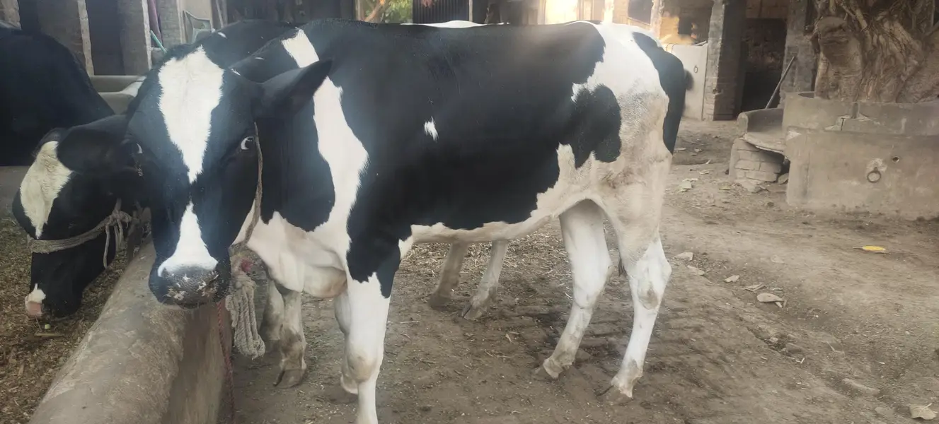3 Heifers — photo 6