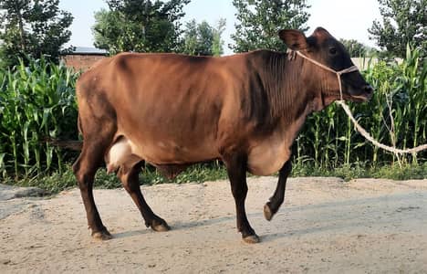 Milking Cows - Tohfey