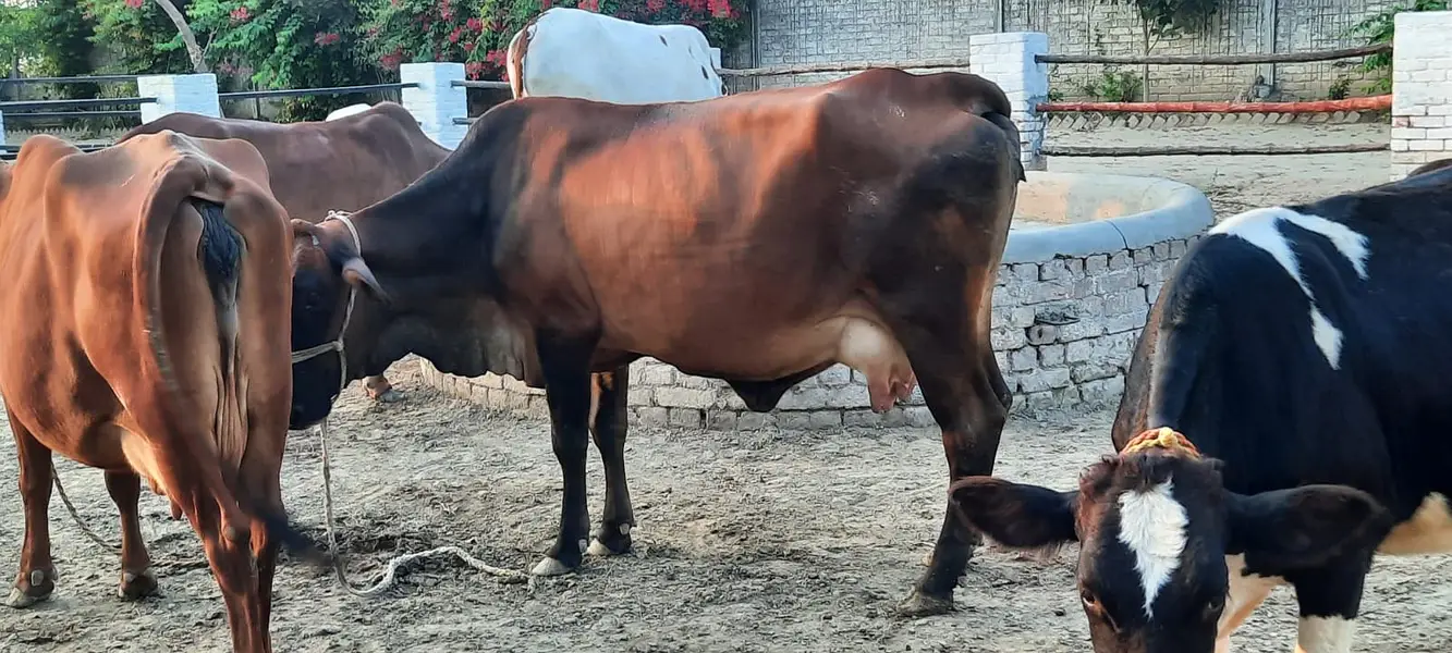 Milking Cows - Tohfey — photo 2