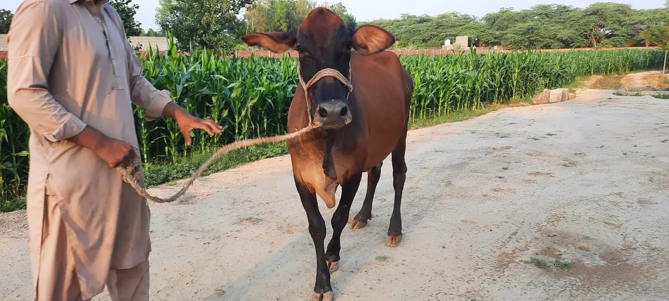 Milking Cows - Tohfey — photo 3