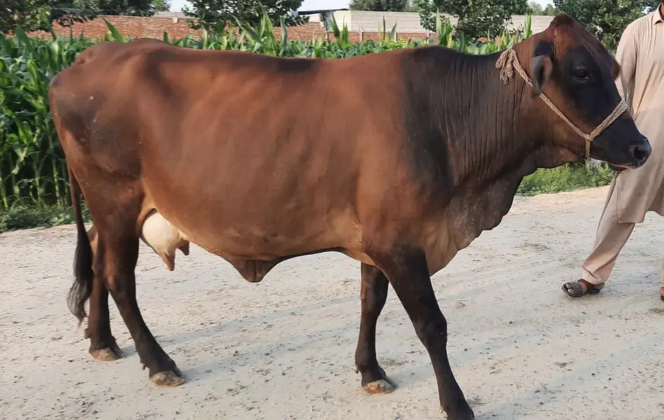 Milking Cows - Tohfey — photo 4