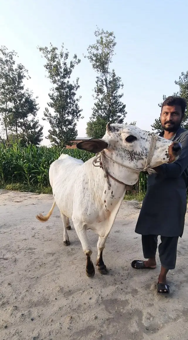 Milking Cows - Tohfey — photo 5