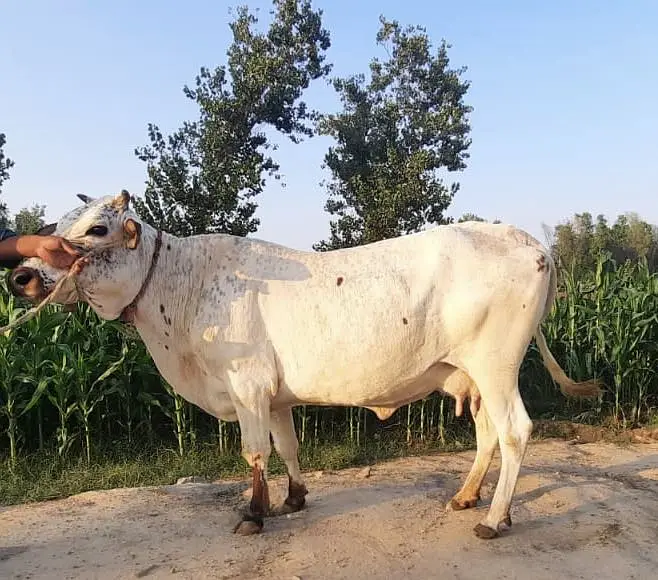 Milking Cows - Tohfey — photo 6