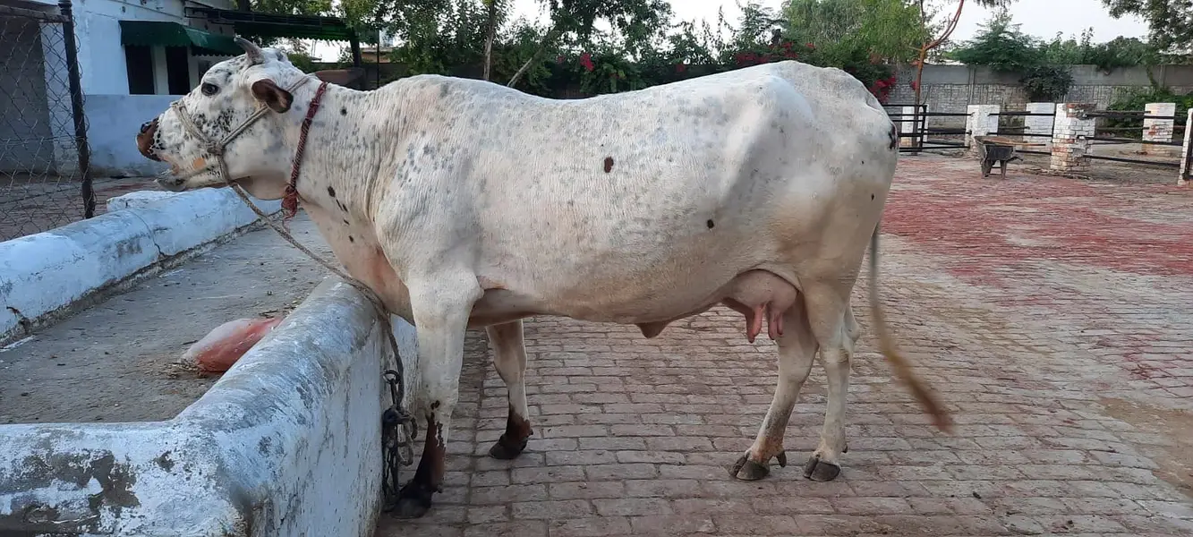 Milking Cows - Tohfey — photo 7