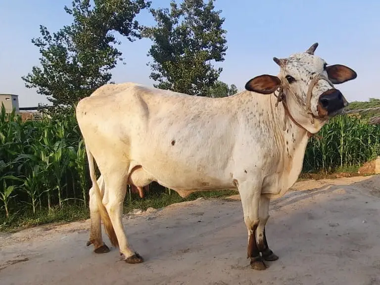 Milking Cows - Tohfey — photo 8