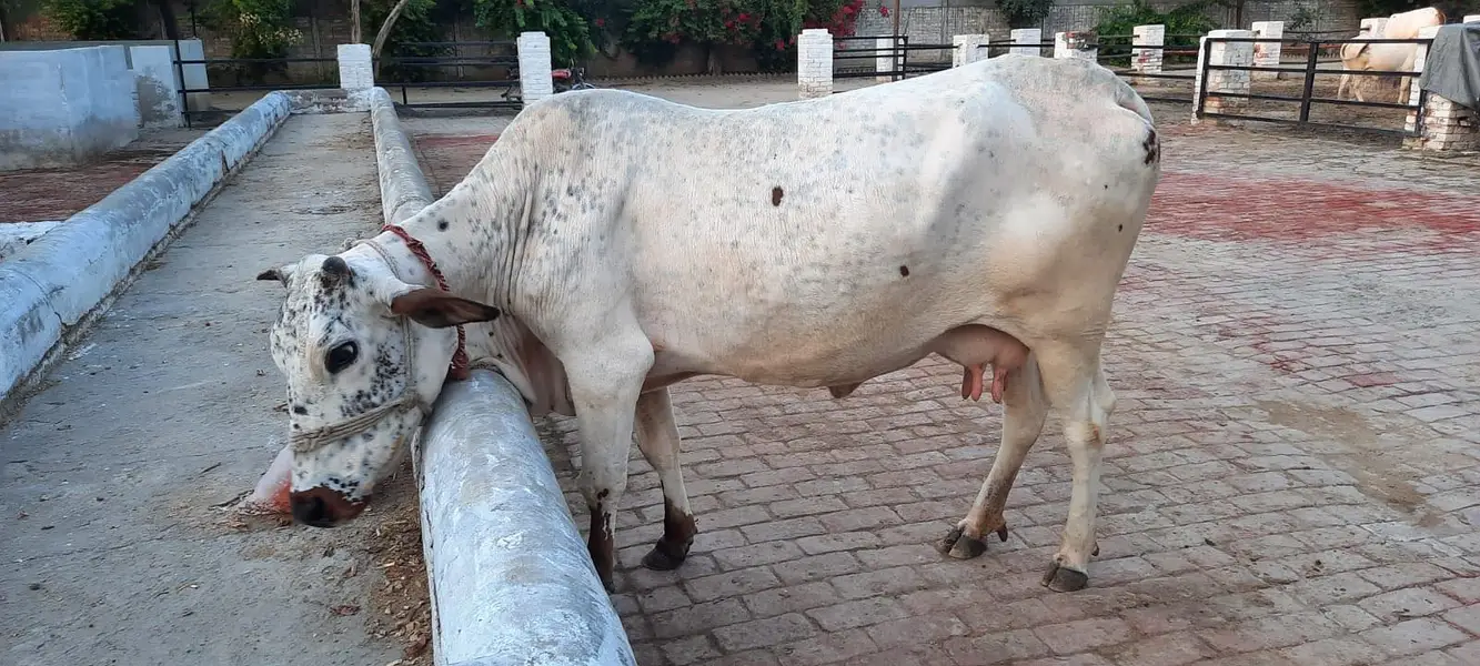 Milking Cows - Tohfey — photo 9
