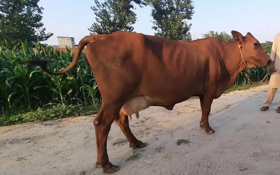 Milking Cows - Tohfey — photo 10