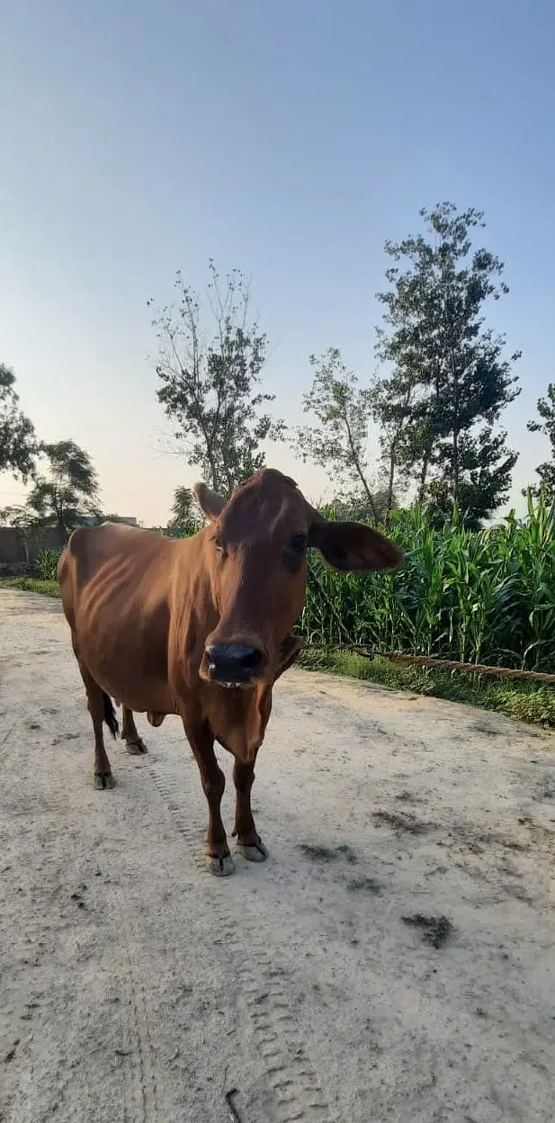 Milking Cows - Tohfey — photo 11